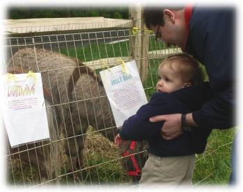 steven with a miniature donkey